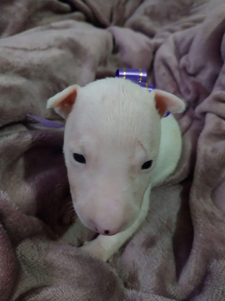 Bull terrier R$2500
