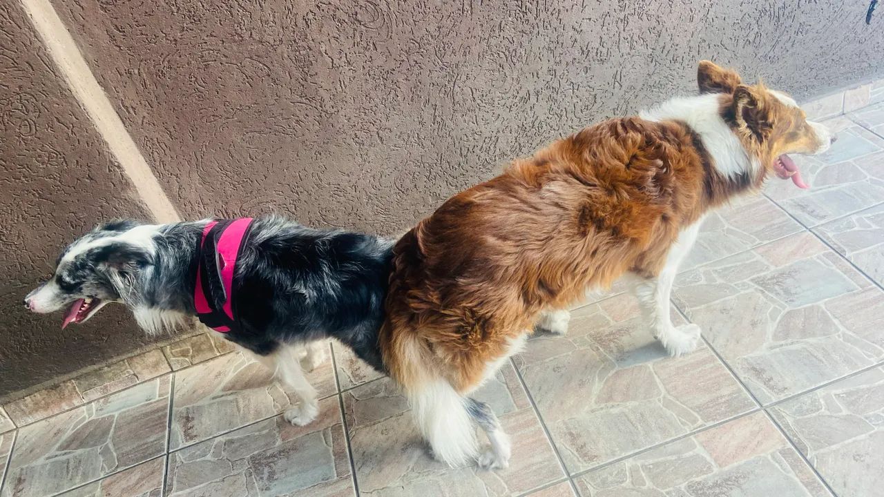 Cachorro - Foto 4