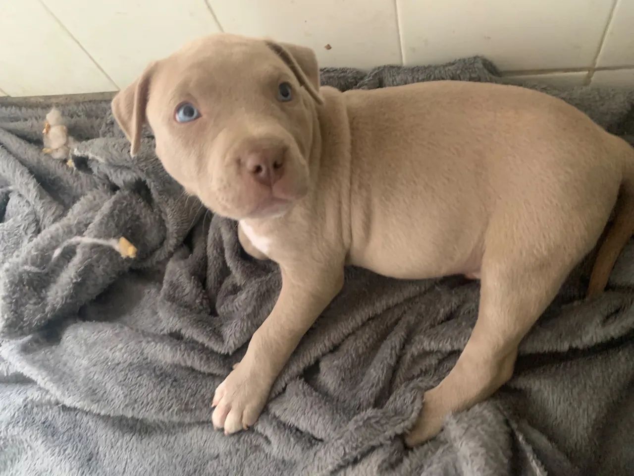 Filhote American Bully  - Foto 4