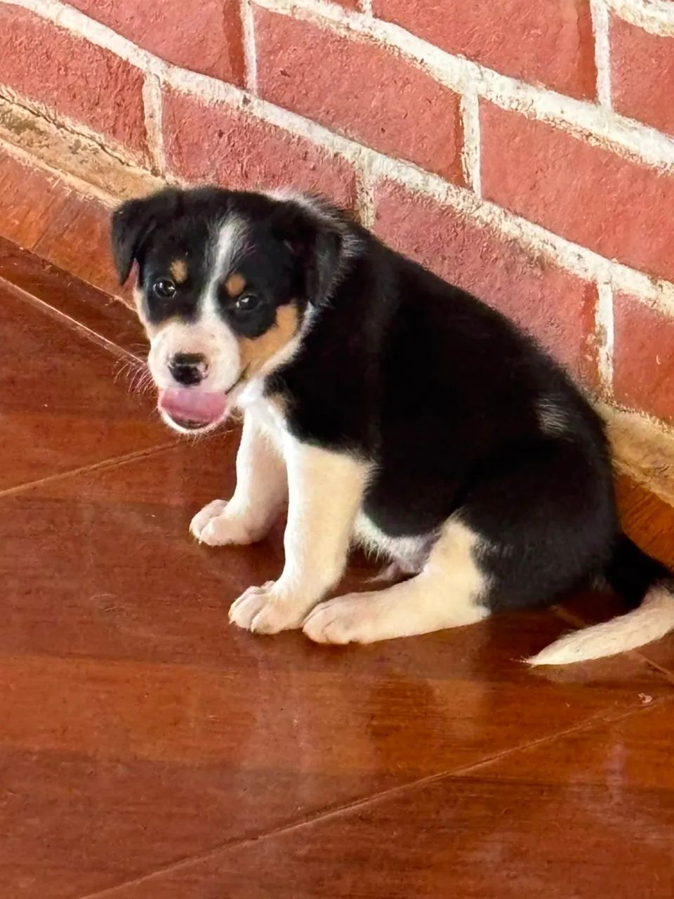 Border collie tricolor - Foto 3