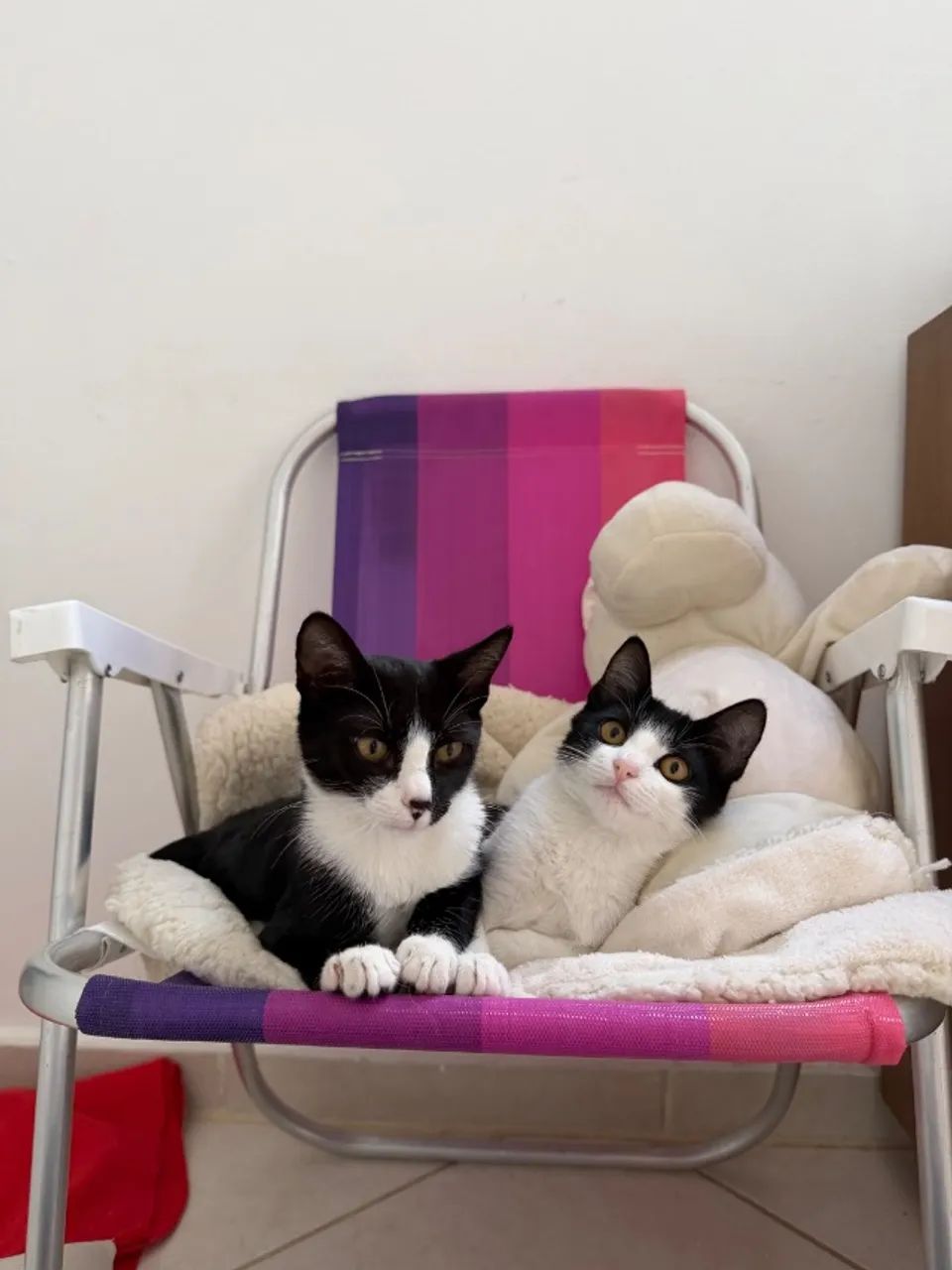 Gato - Foto 3