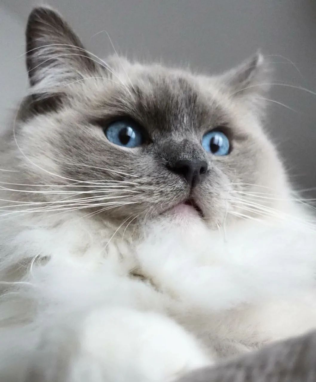 Ragdoll - Foto 2