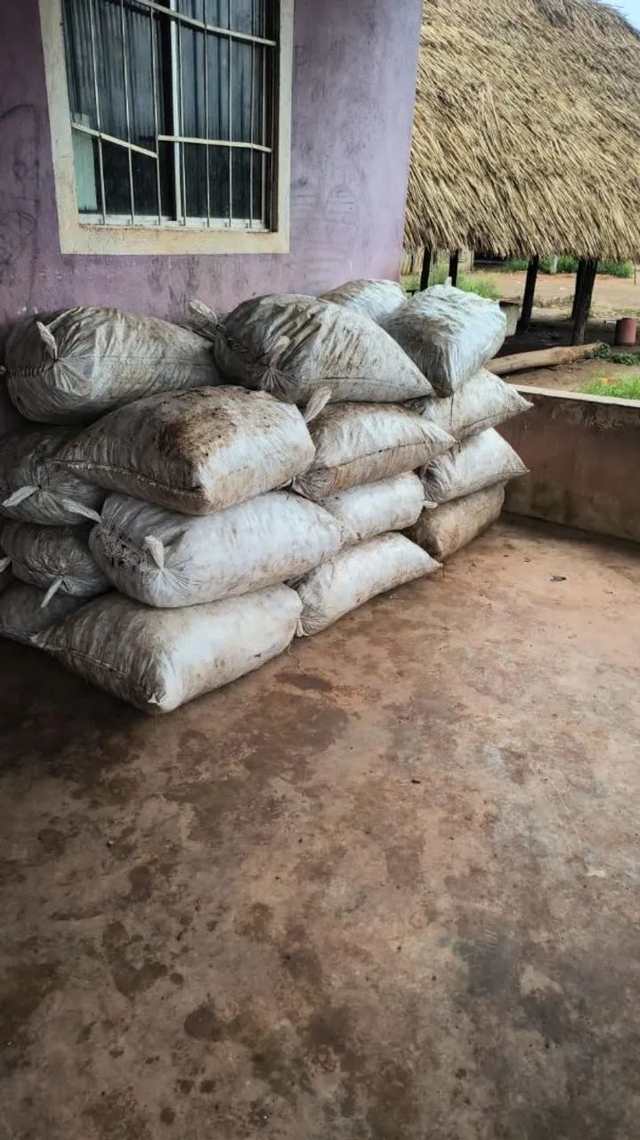 CASTANHA DO PARÁ COM CASCA E SEM CASCA.  - Foto 4