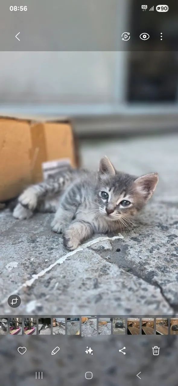 Gato para doação  - Foto 2