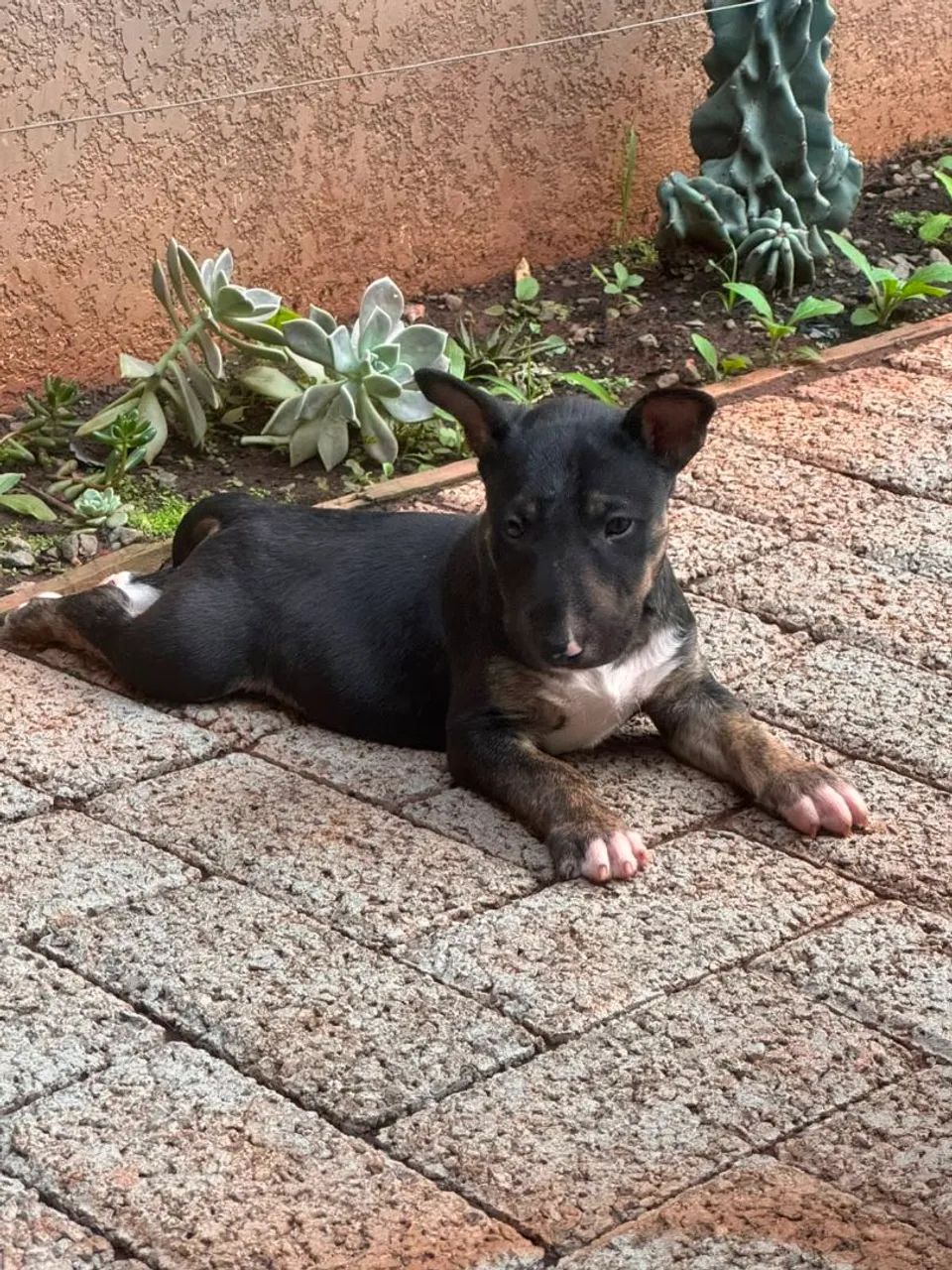 Filhotes Bull Terrier - Foto 4