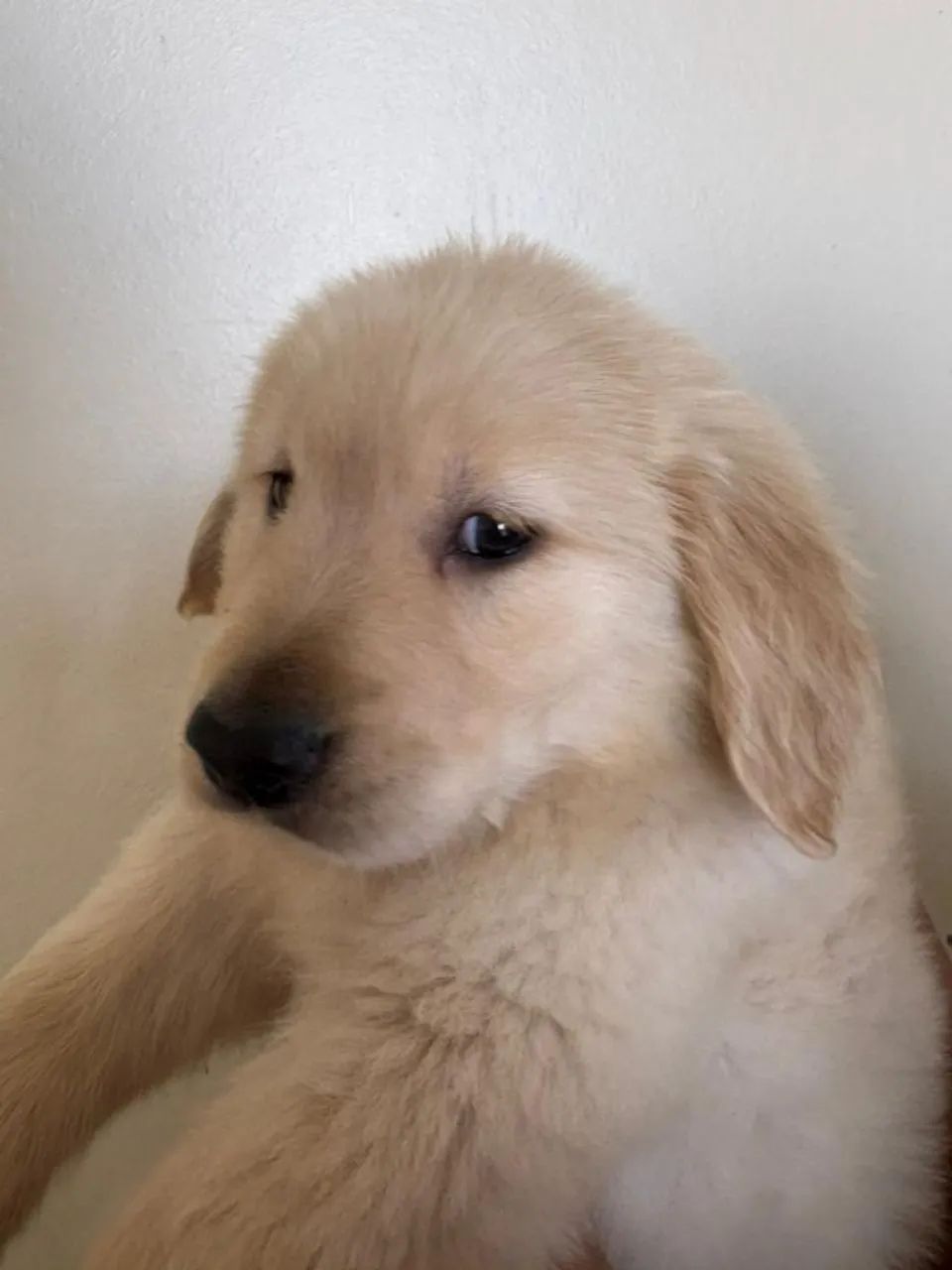 Golden maravilhoso macho
