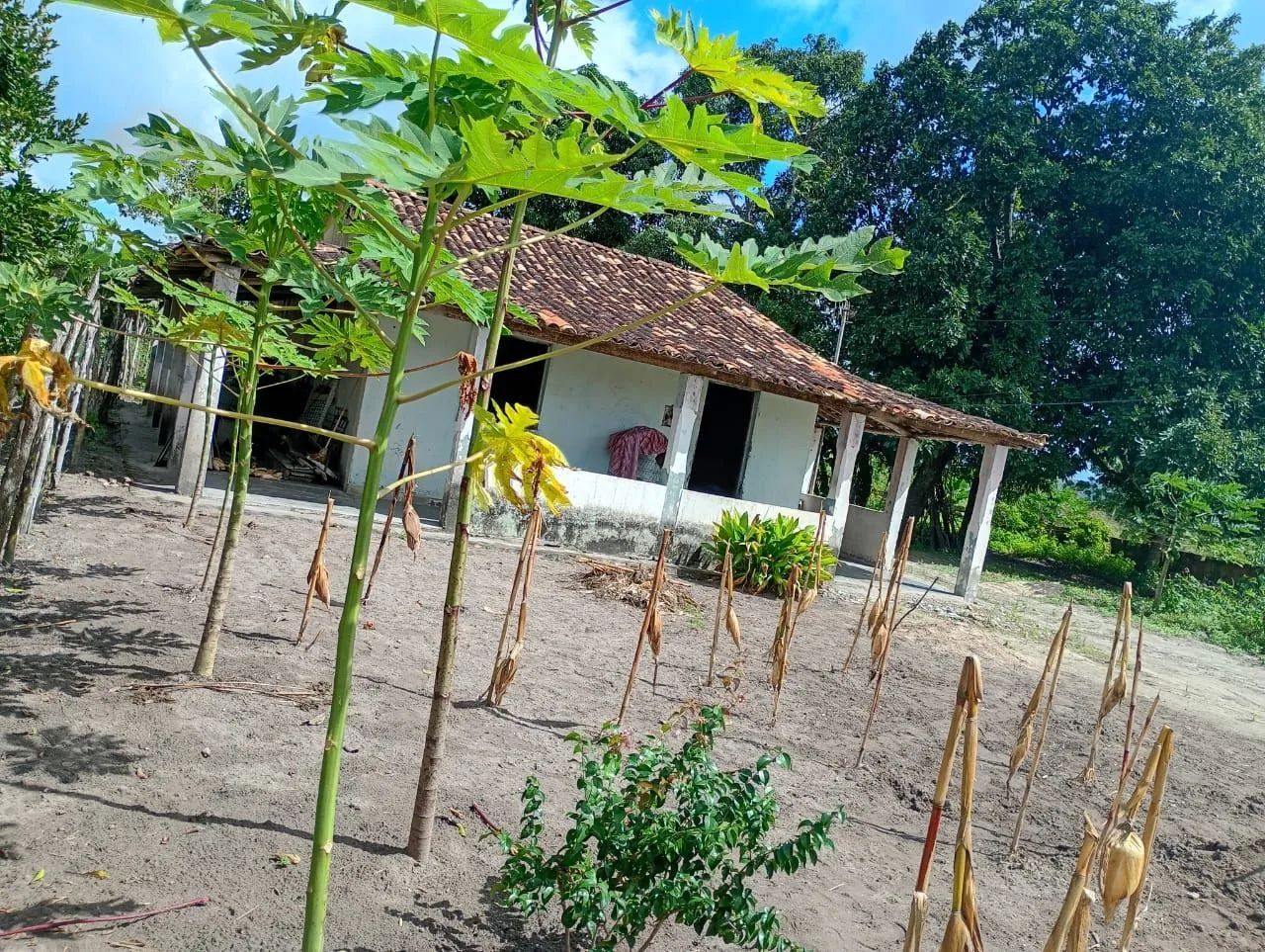 Vendo sítio em Areia branca povoado colônia são Paulo 