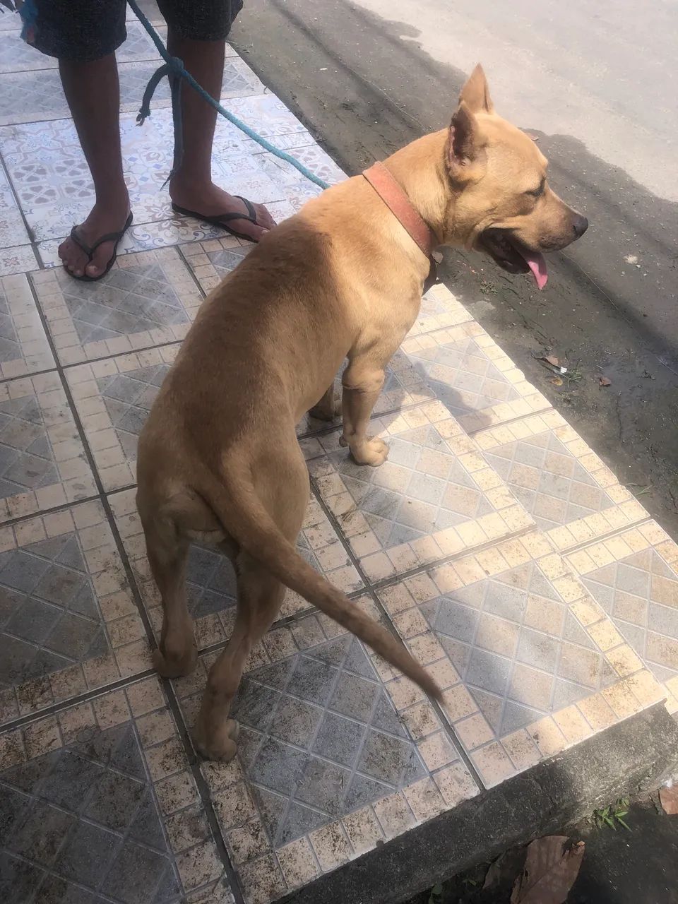 Cachorra  - Foto 3