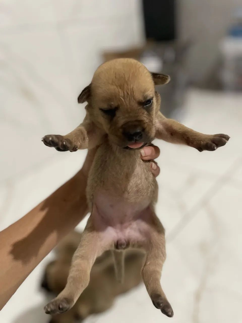 Chow Chow com pitbull  - Foto 4