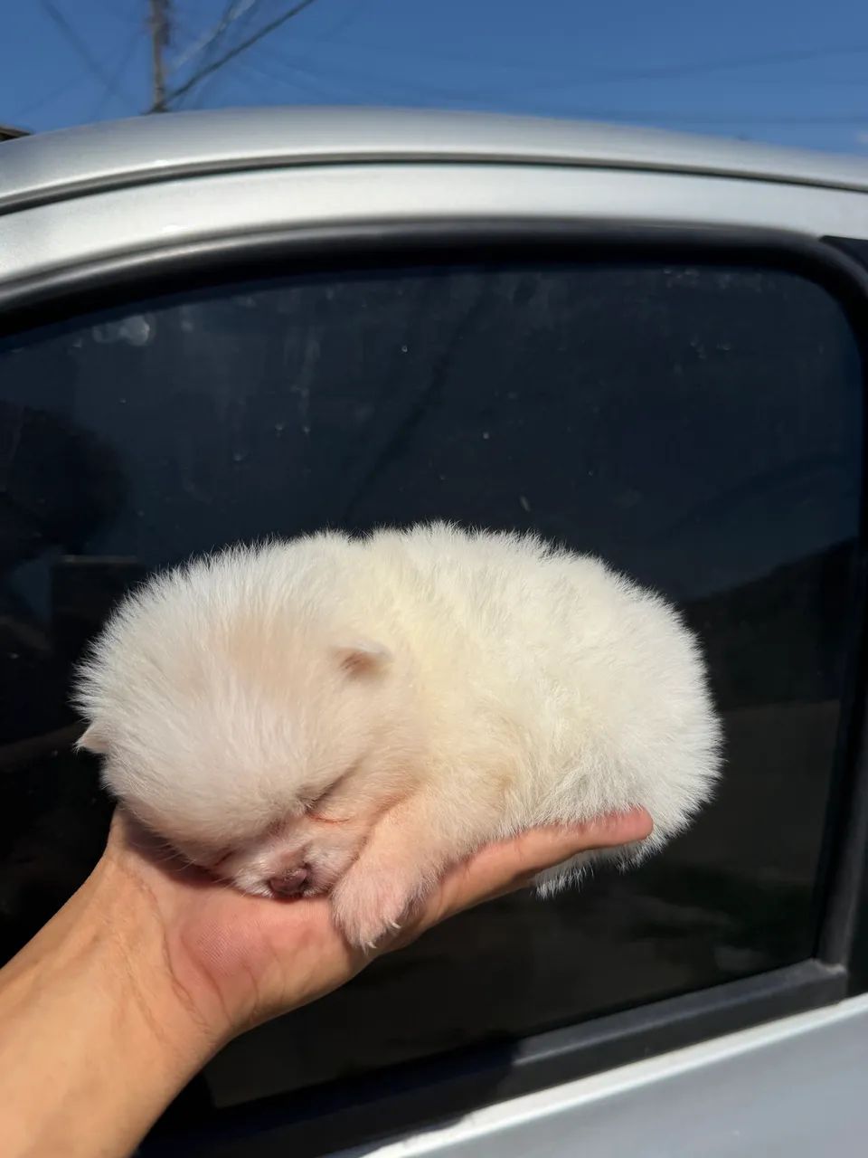 Spitz ( lulu da pomerania ) 