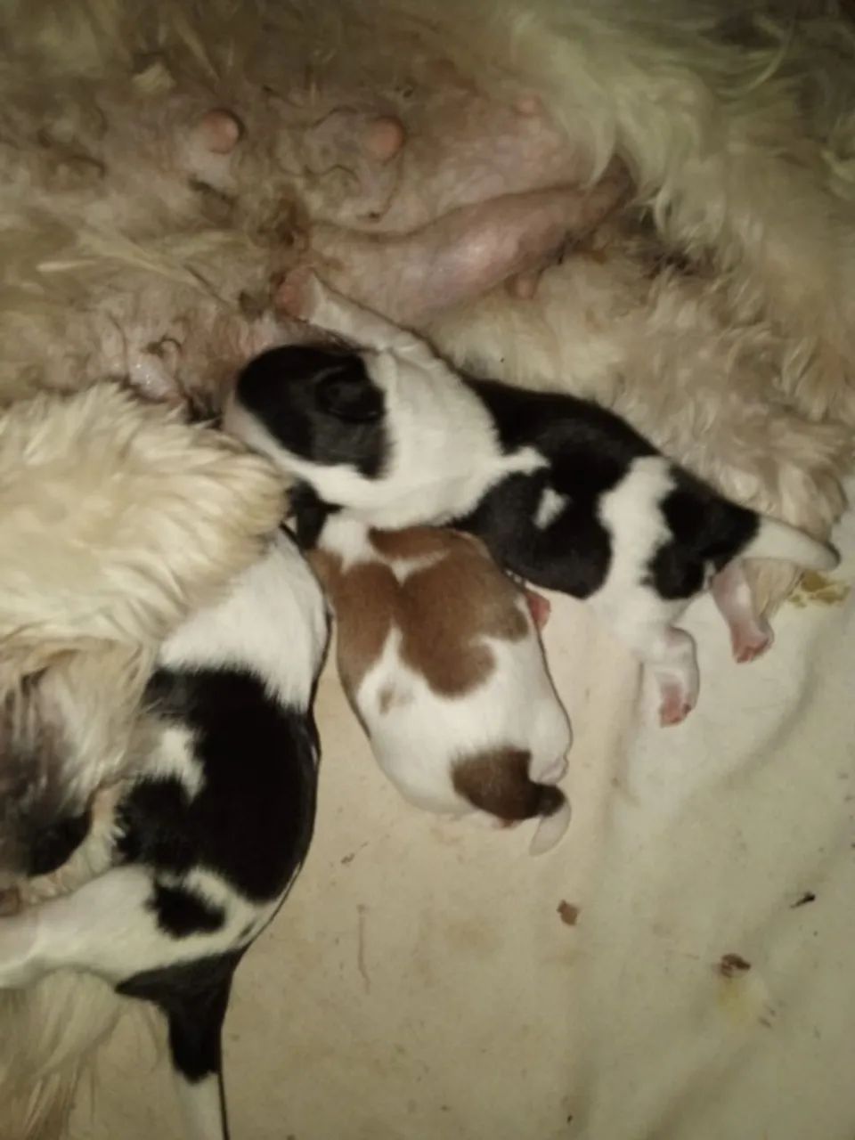 Shih Tzu Toy - Foto 3