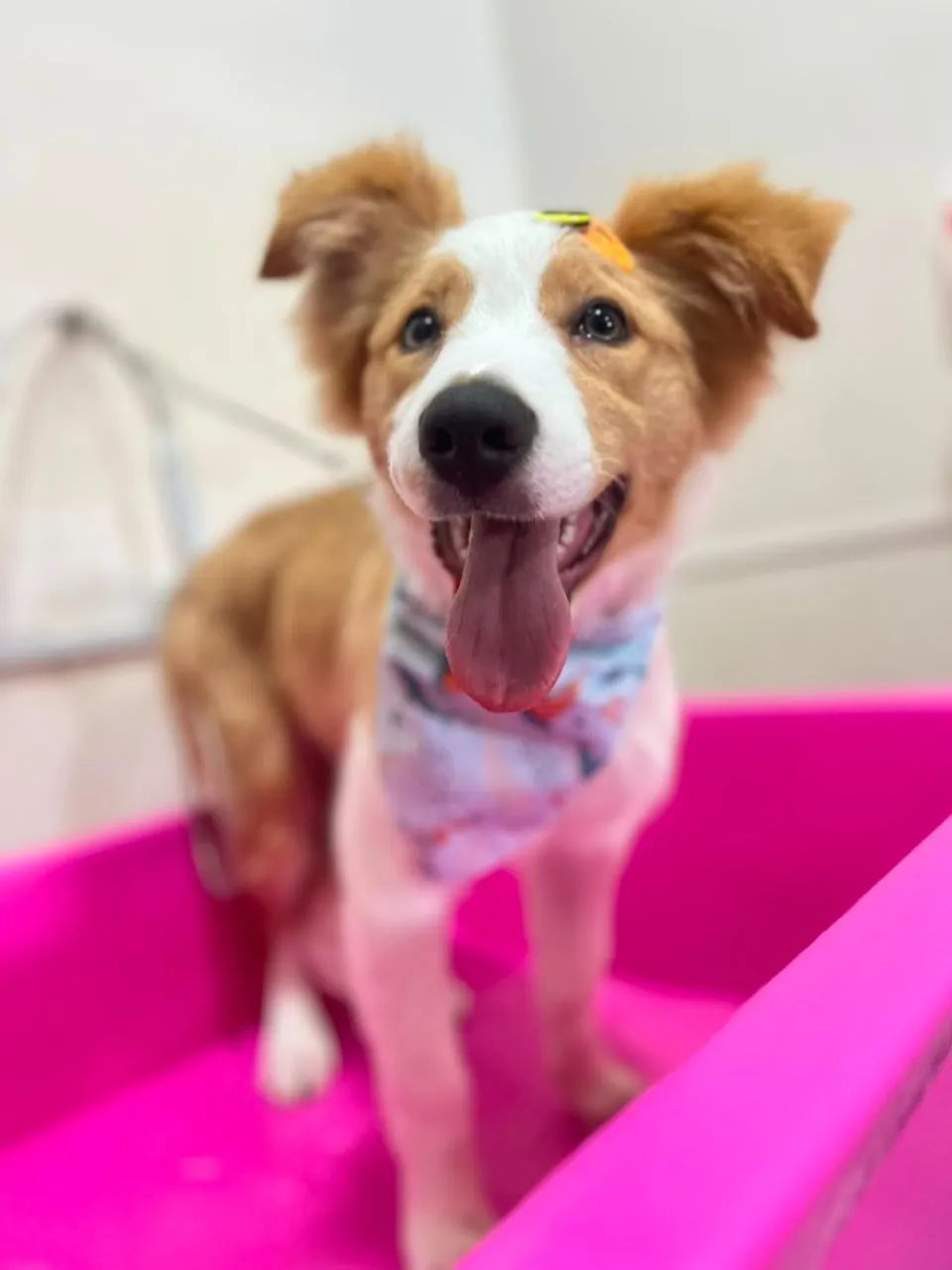 Boder collie 