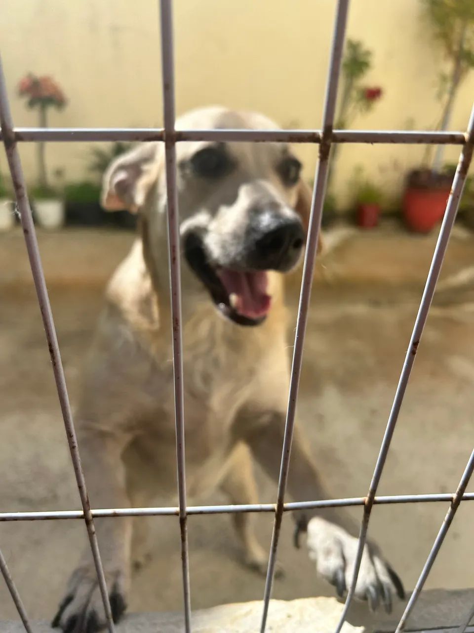 Adoção de cachorro  - Foto 3