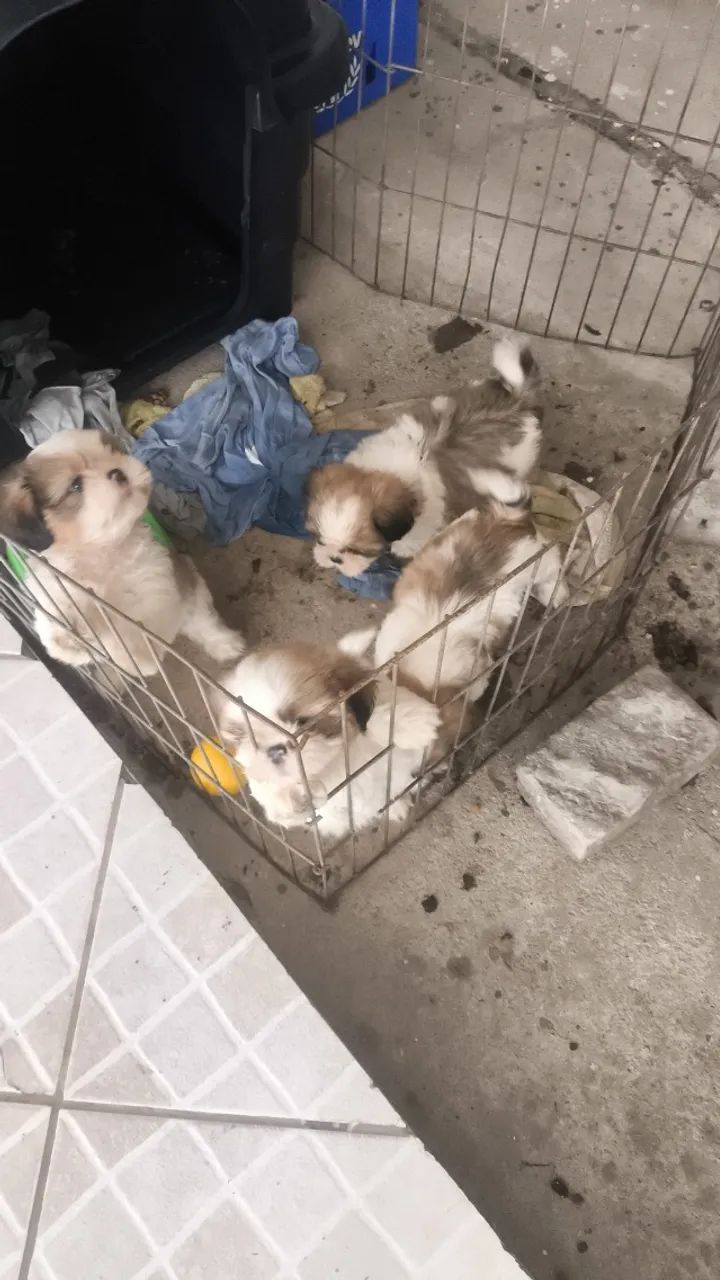 doação  - Foto 2