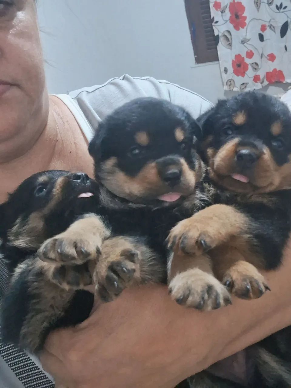 Vende se filhotes de rottwaller 