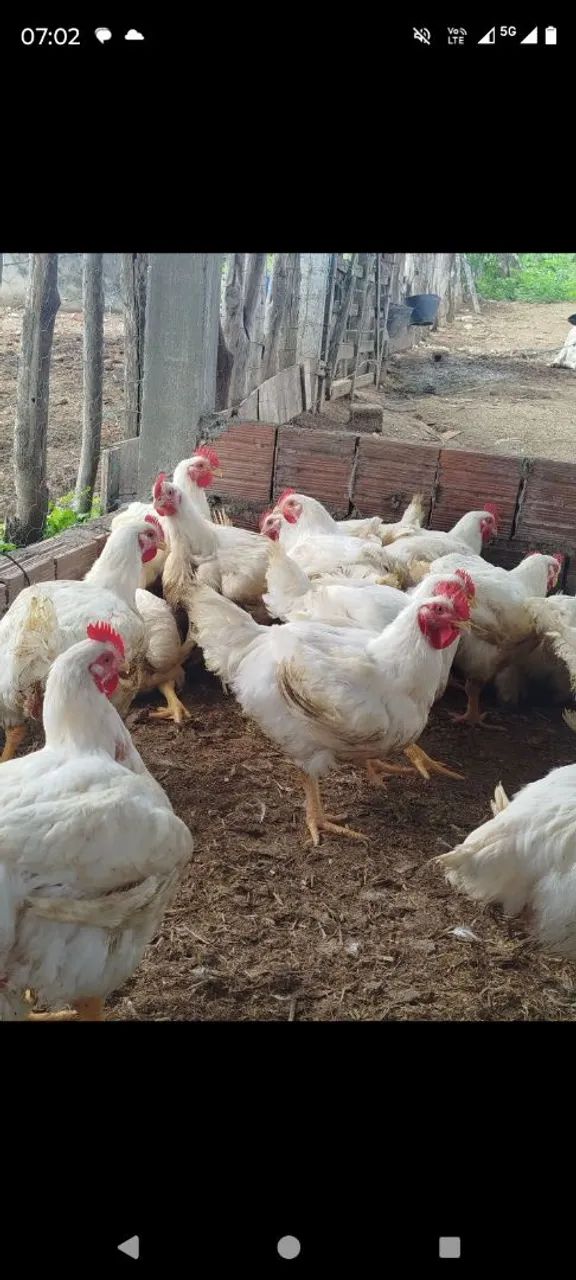Frango 