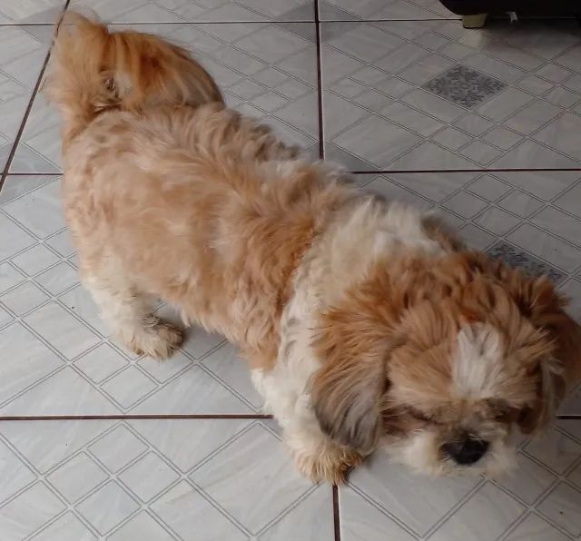 Cachorros - Foto 2