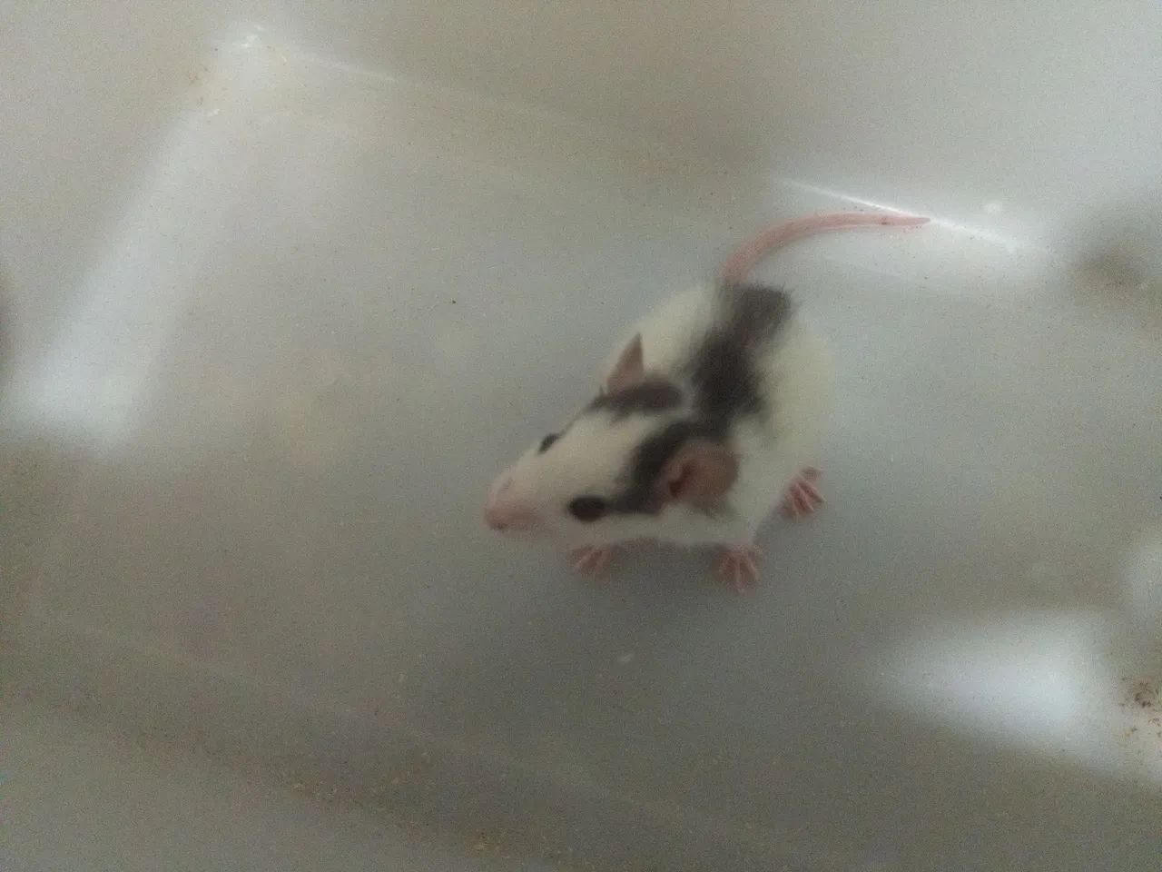  Rato Twister - Saudável, dócil e ideal para pet. - Foto 3