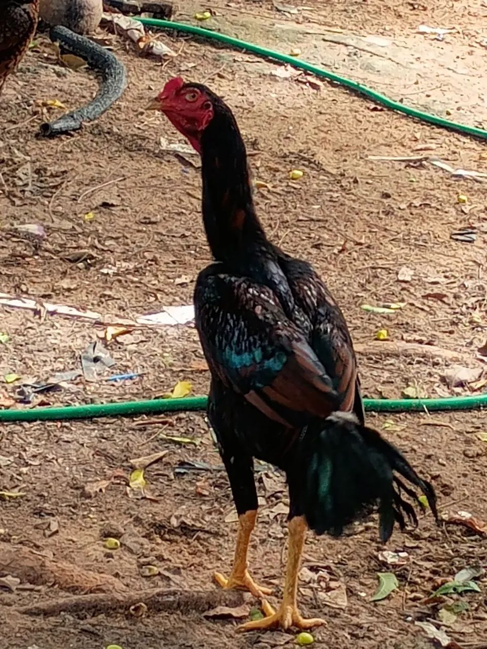Vende-se frango carioca de boa procedência. - Foto 2