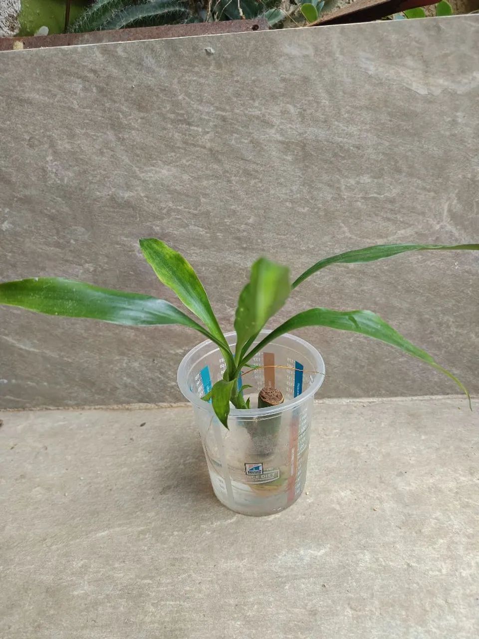 Muda de Bambu da Sorte  - Foto 2