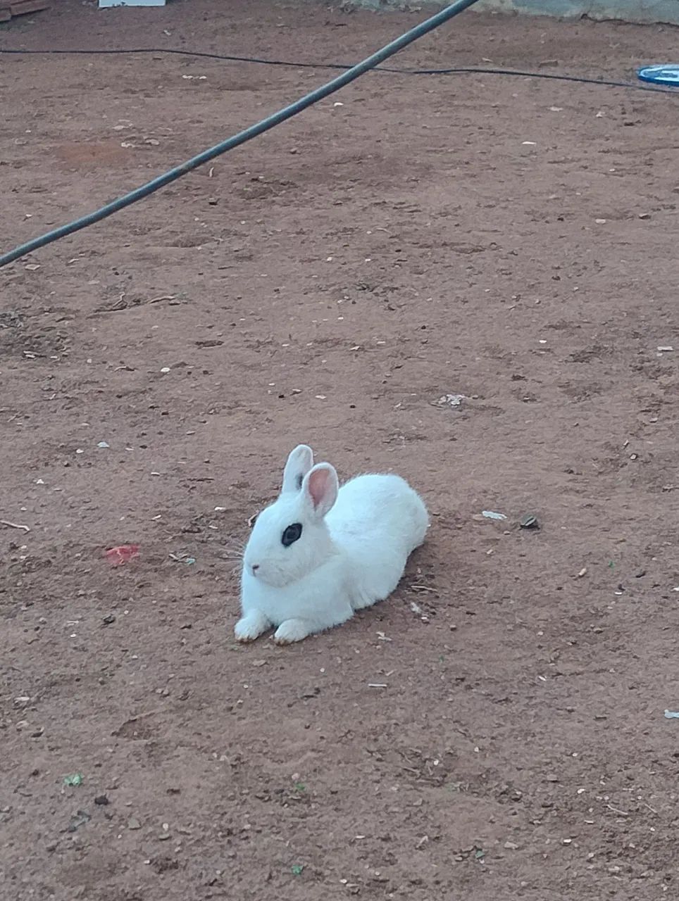 Coelhos
