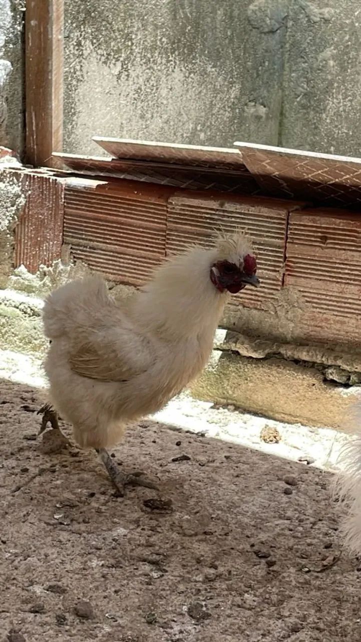 Galinha Sedosa