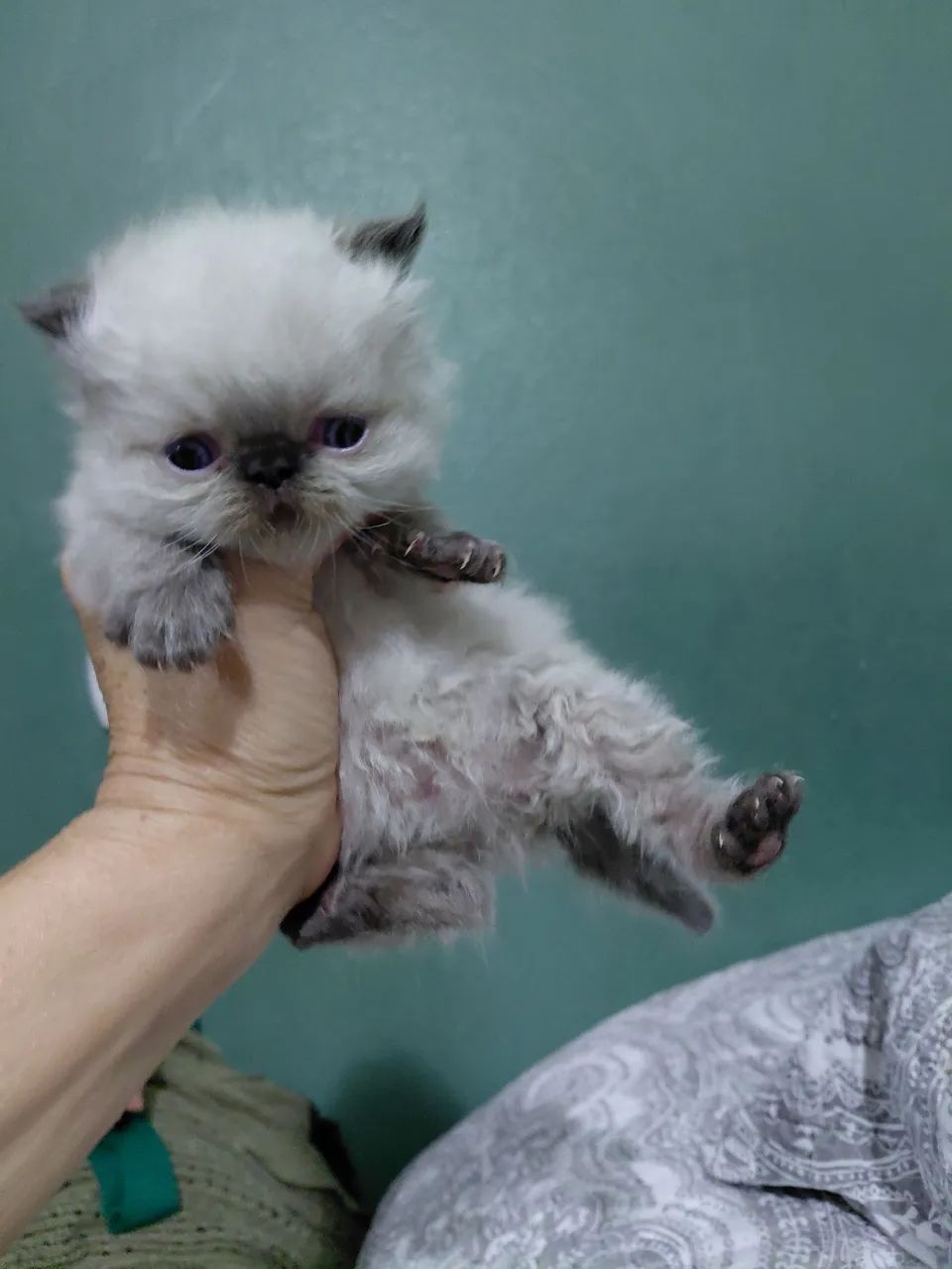 Gatos persas 