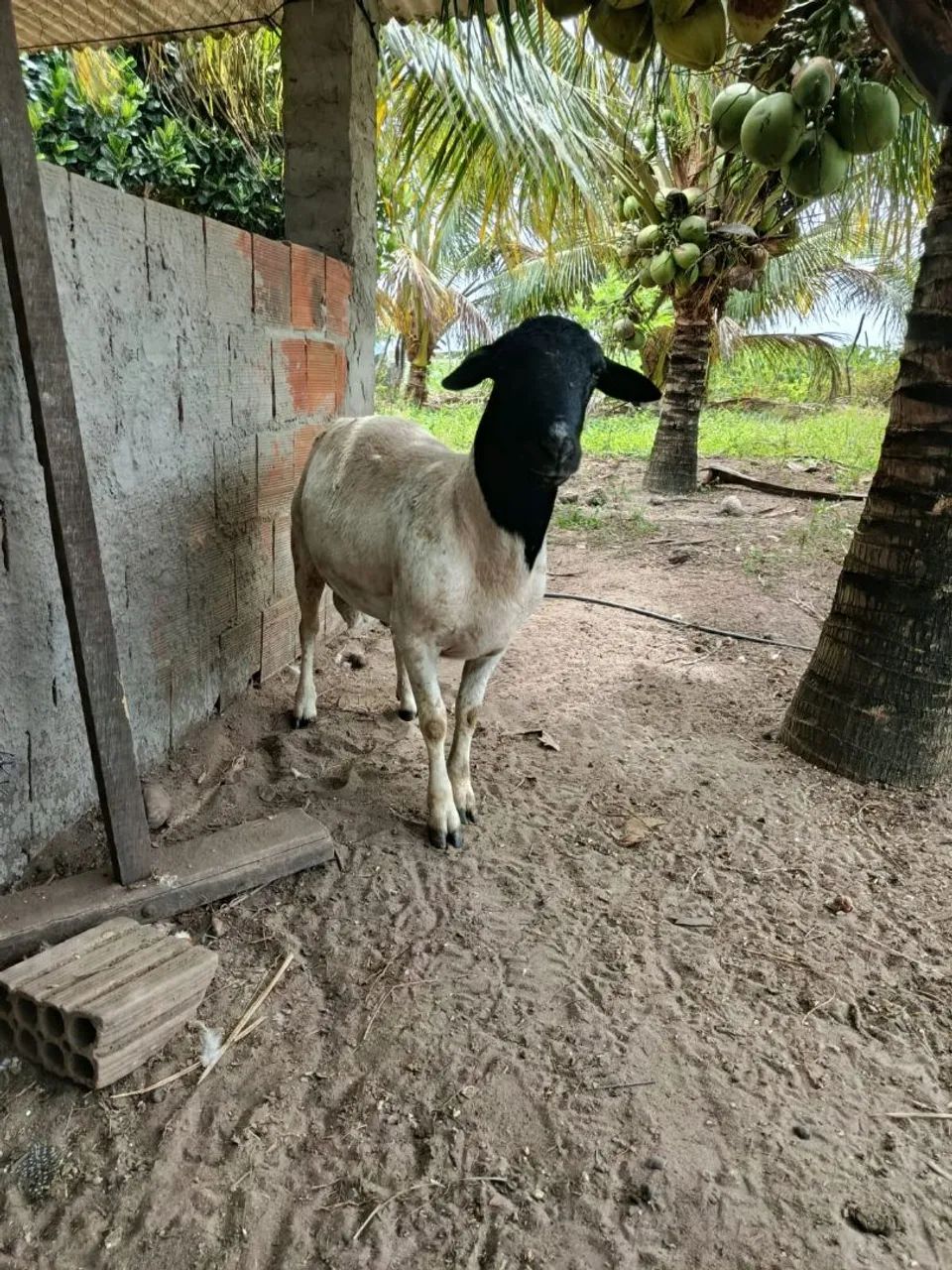 Carneiro e duas ovelha  - Foto 4
