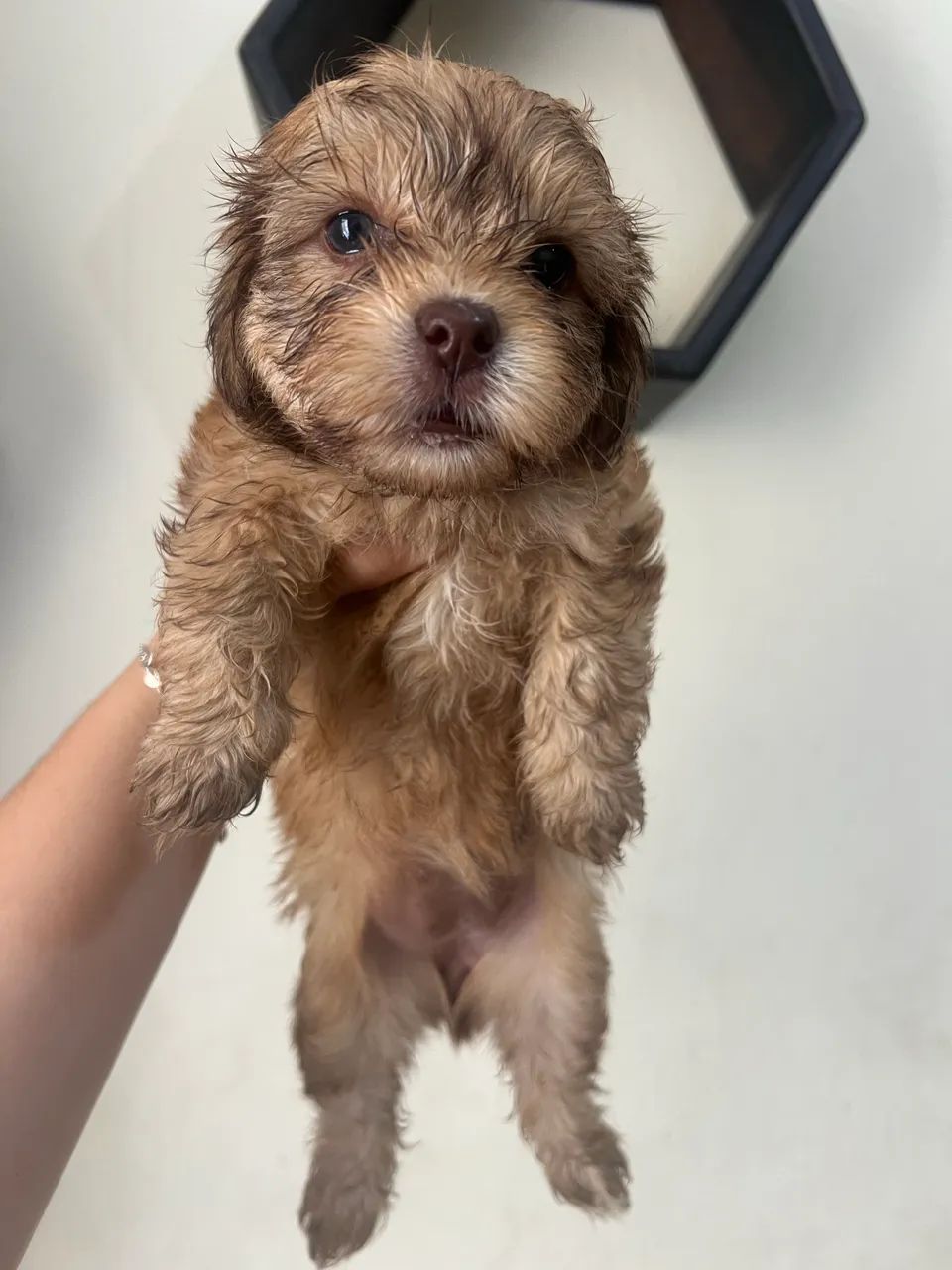  Cachorros lhasa apso 