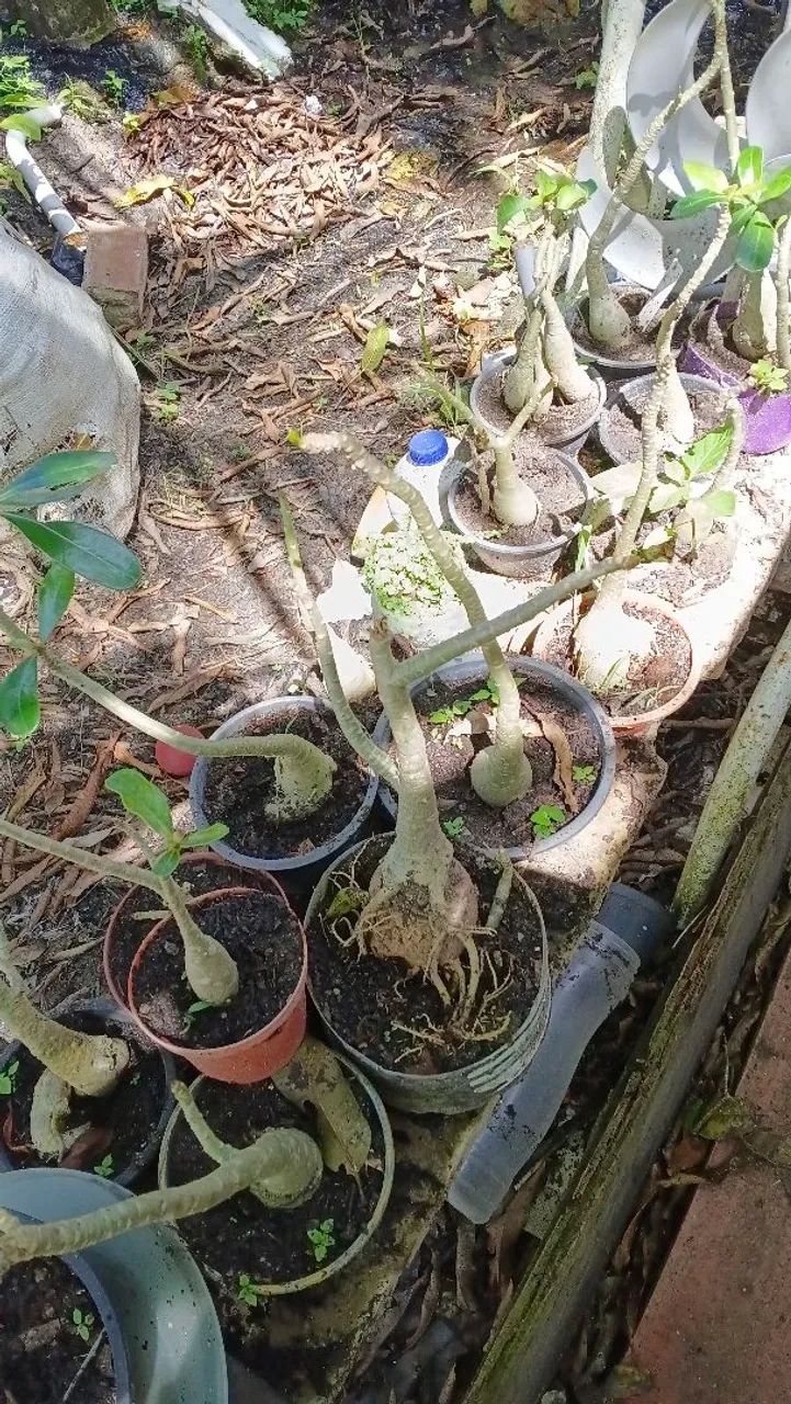 Rosas. Do deserto  - Foto 4