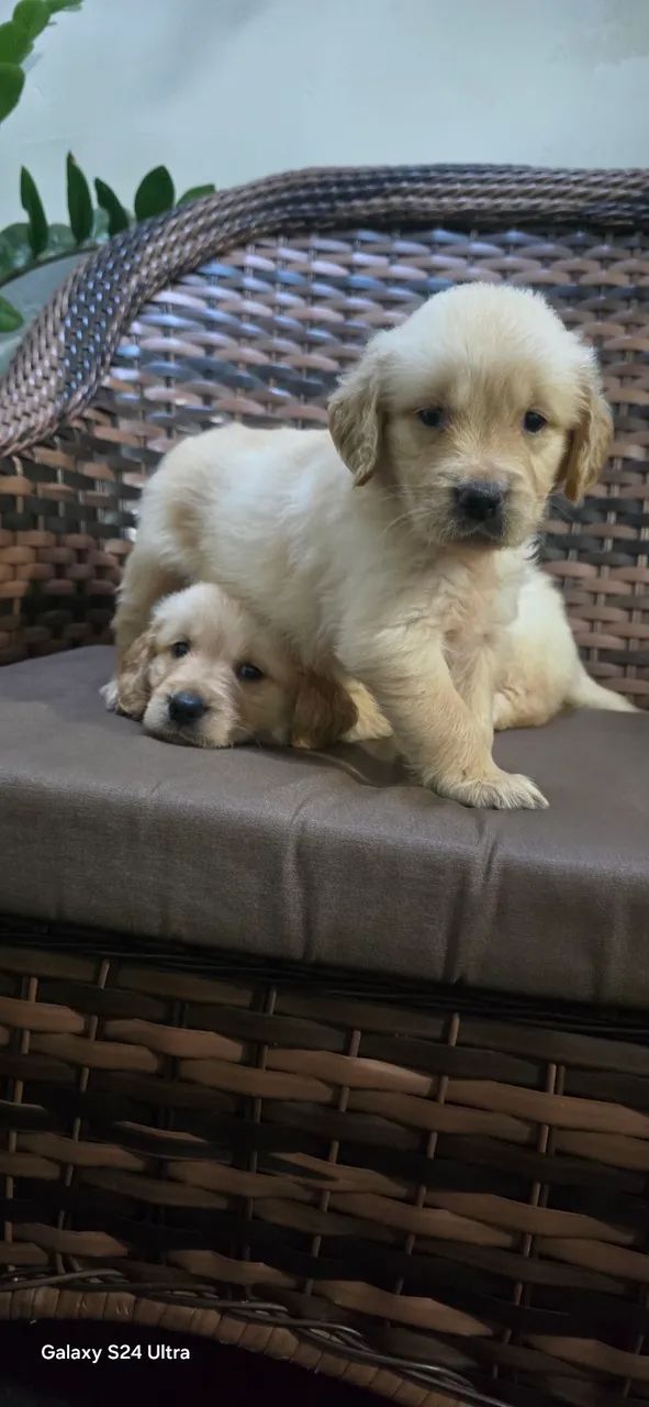 Golden Retriever 