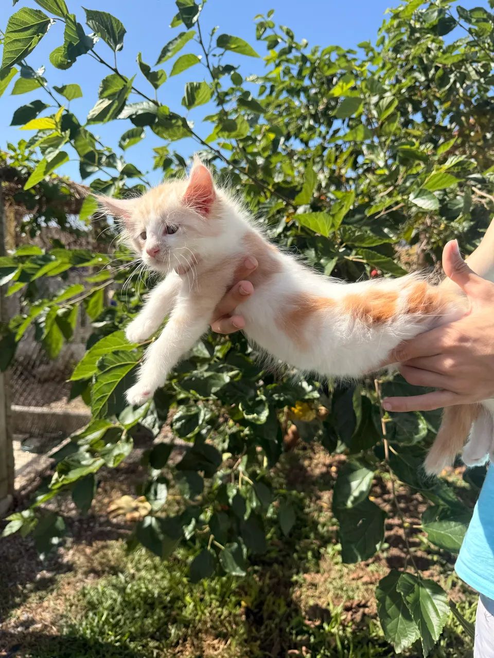 Filhotes Maine Coon o gato Gigante  - Foto 6