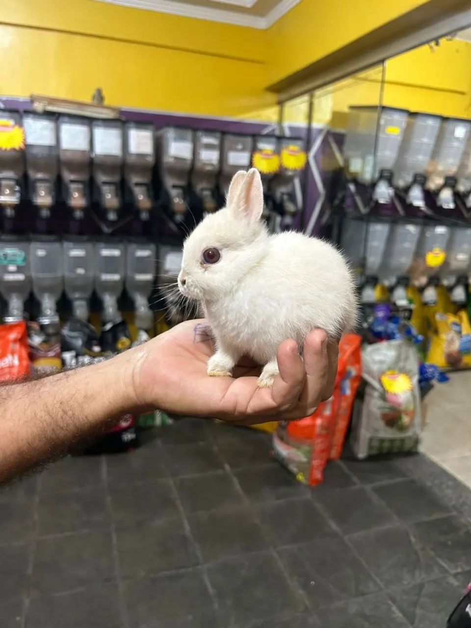 Mini coelho  - Foto 6