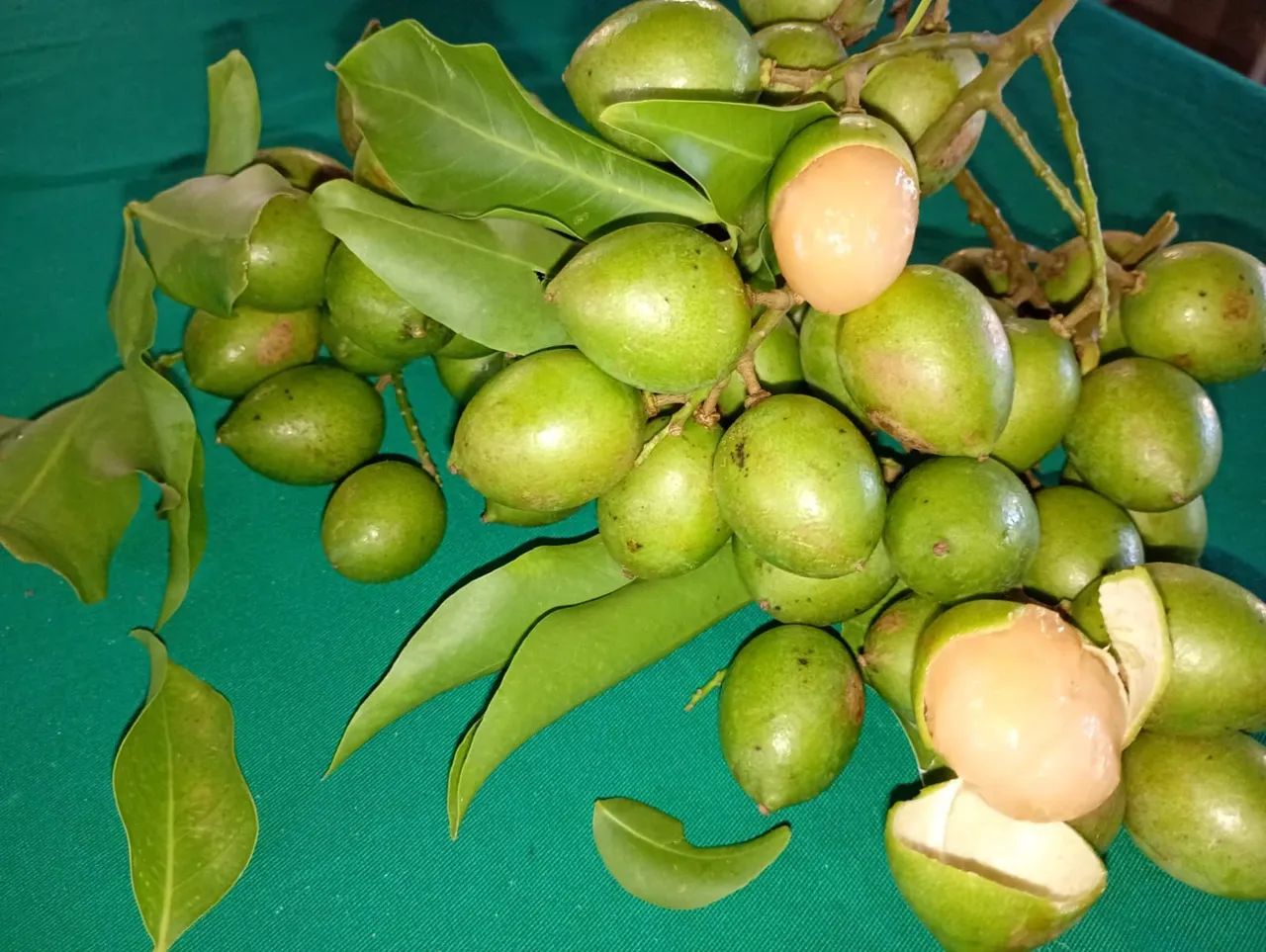 Pitombas saborosas  - Foto 3