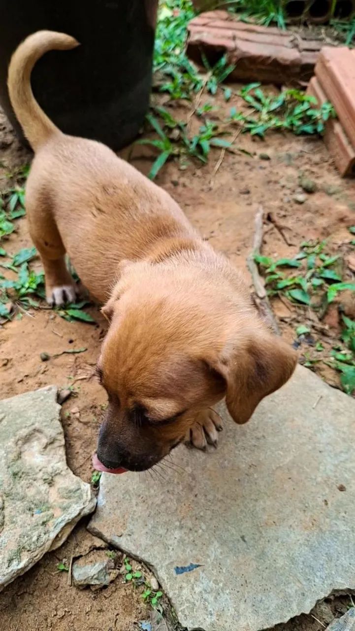 Cachorra macho laranja  - Foto 3