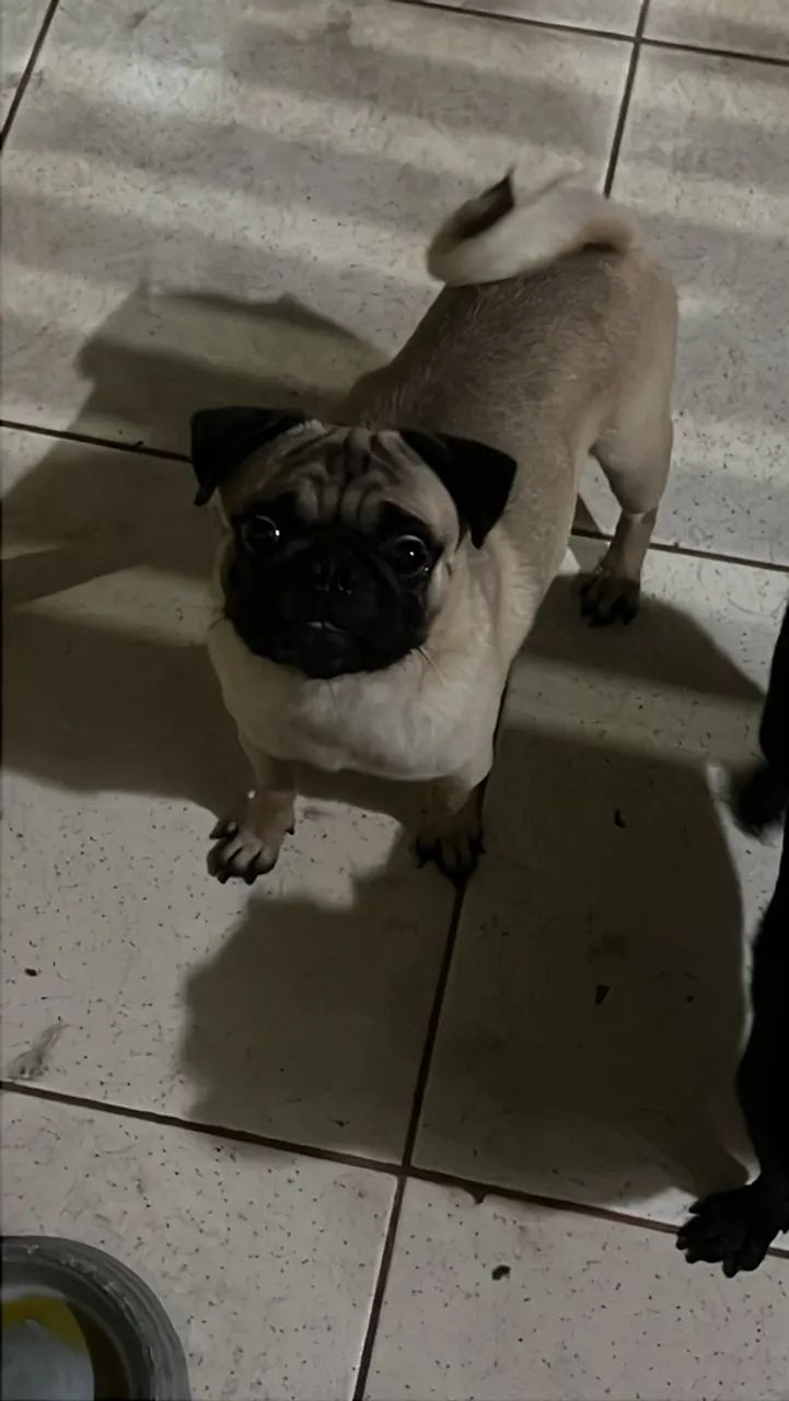 Casal de cachorros 