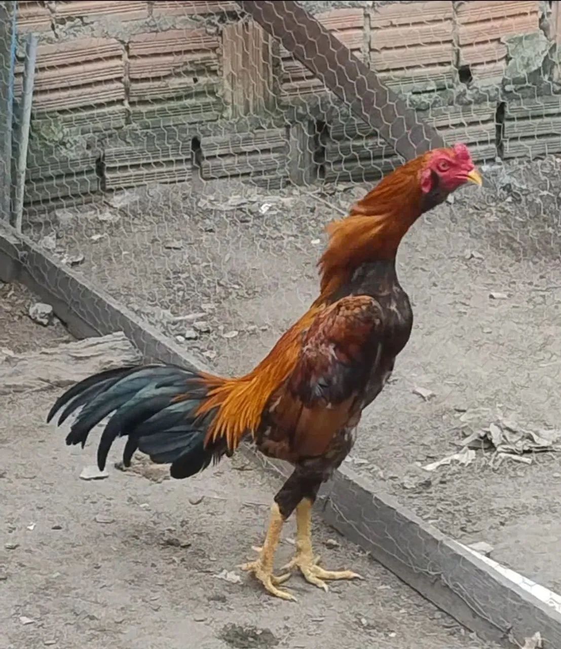 Galo - Foto 2