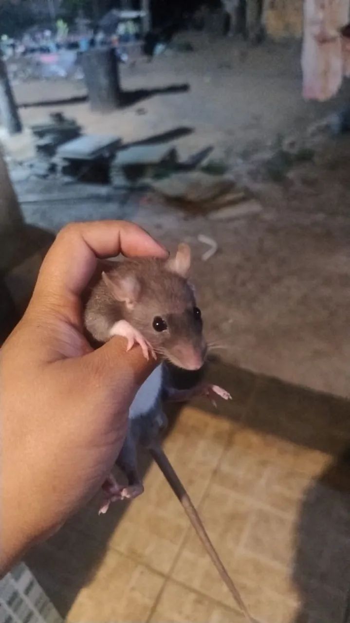 rato Twister branco e pretas todos machos  por r$ 40 - Foto 5