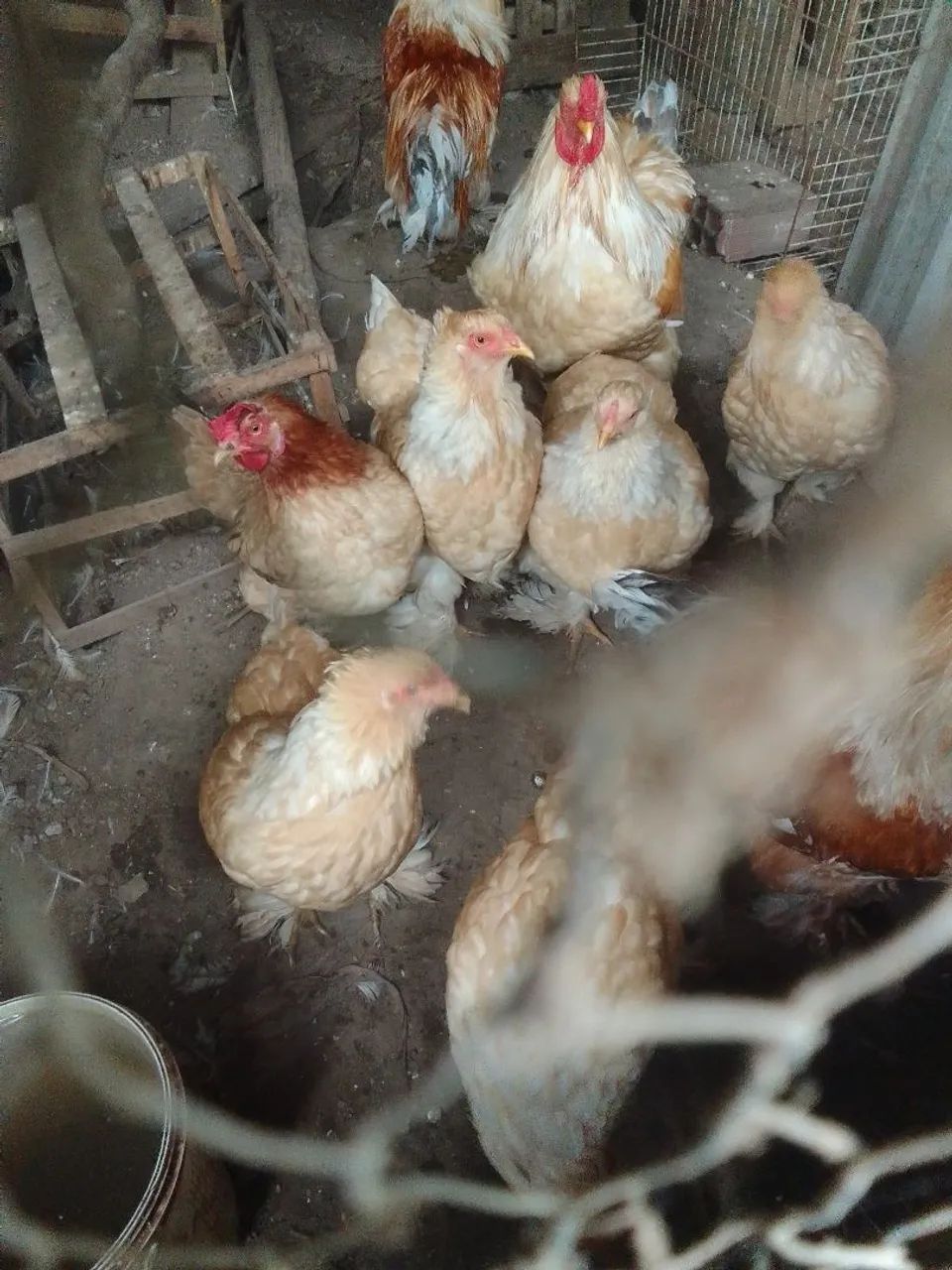 Galos e galinhas Brahma  - Foto 5