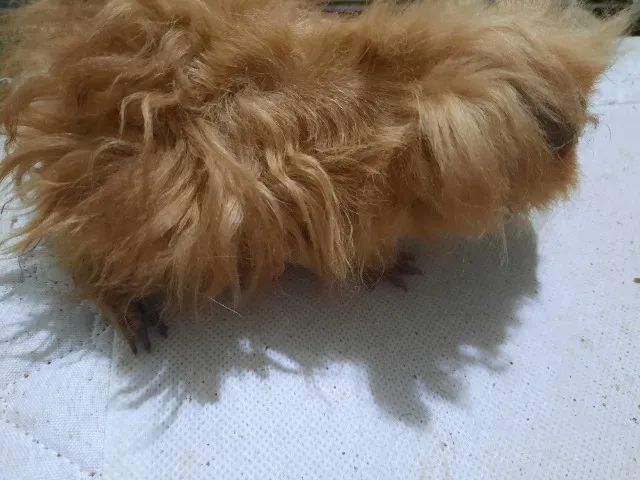 Porquinho da índia raça Alpaca - Foto 2