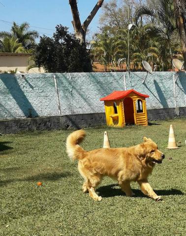 Hotel para Cães em Ribeirão Preto