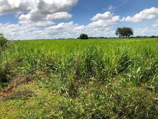 10.000 M2, Campo Novo do Parecis-MT, dentro da cidade