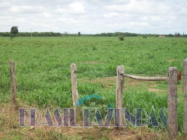 Fazenda em Barreiras. Oeste da Bahia - Foto 17