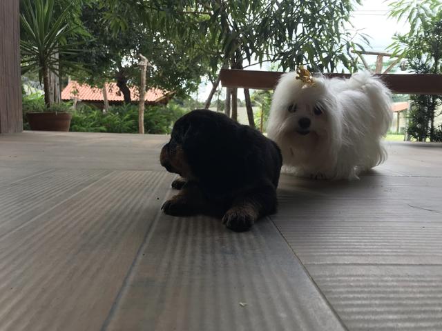 Cães - Foto 5