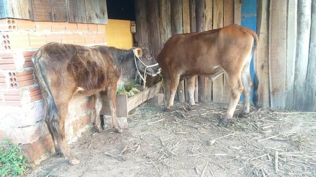 Novilhas