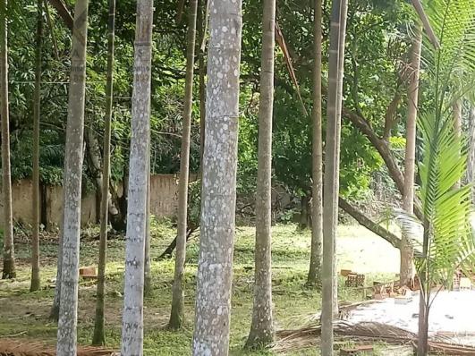 197 - Belíssimo sitio Situado No Jardim Neópolis Venda R$200.000,00
