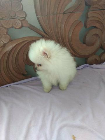 Lulu da pomeranea - Foto 4