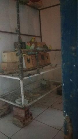 Comedouro - Foto 2