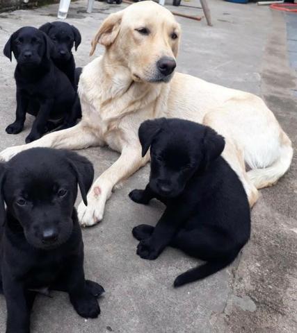 Labrador chocolate/amarelo/preto, machos e fêmeas com garantias e suportes exclusivos - Foto 5
