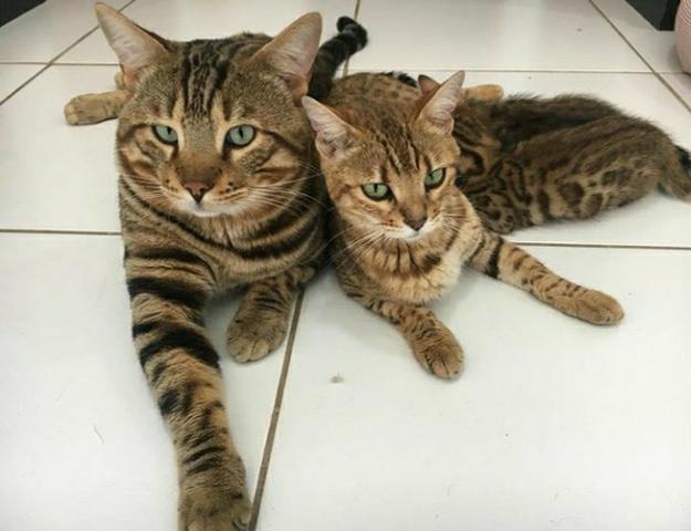 Mini onças, vendo filhote de Bengal o gato de bengala - Foto 4
